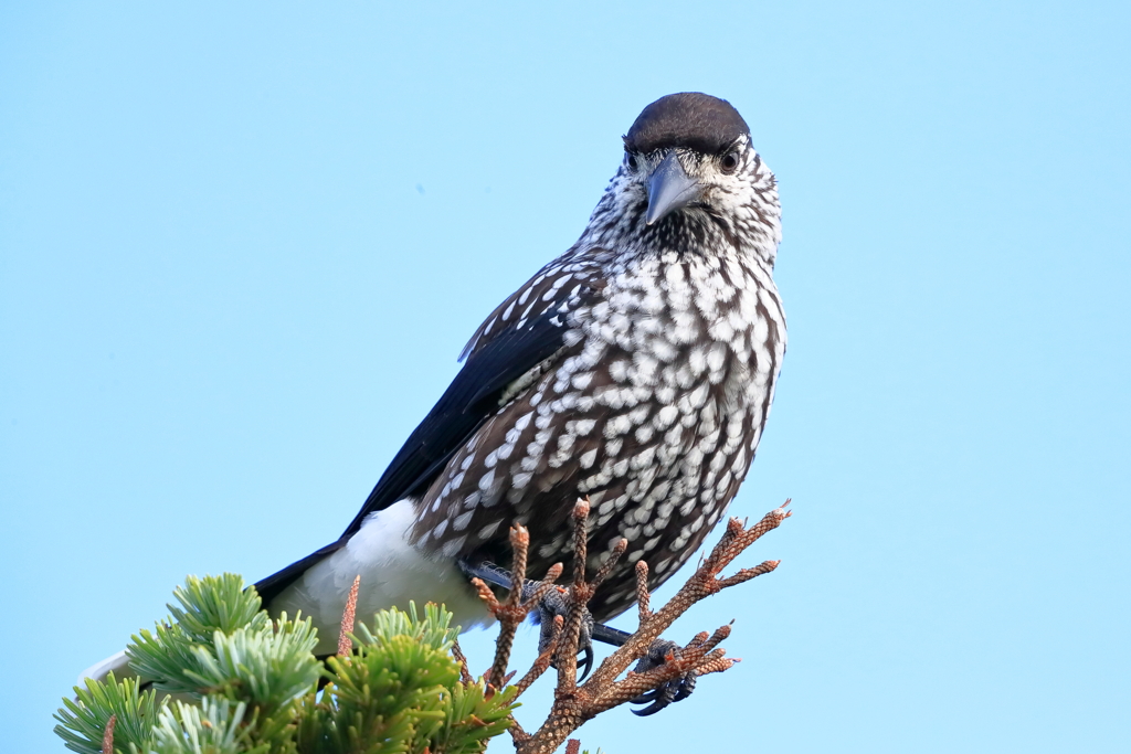 ホシガラス　20190805