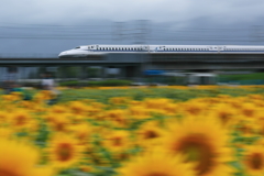 向日葵と東海道新幹線　20180821