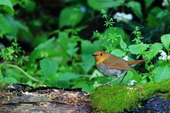 コマドリ(♀) - 2  20190425