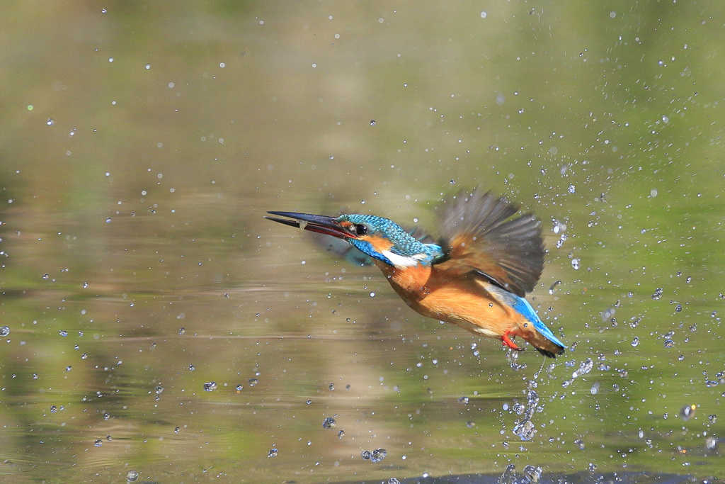 カワセミ　蔵出