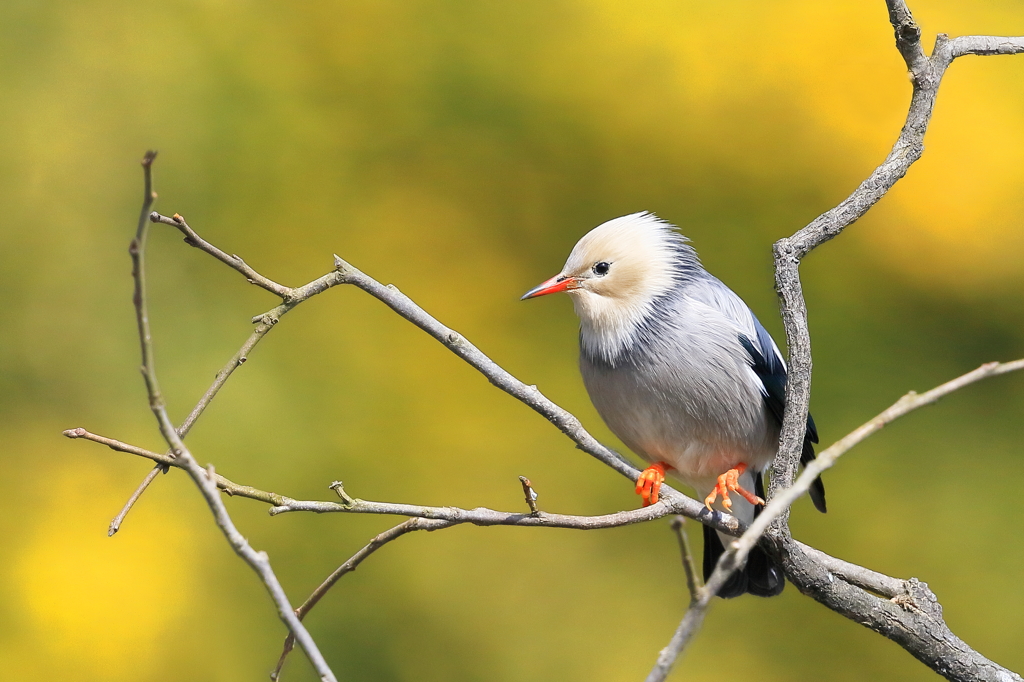 ギンムクドリ 1　20180219