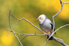 ギンムクドリ 1　20180219