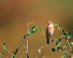 ノビタキ　20191022