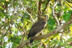 カンムリワシ - 1  20191112