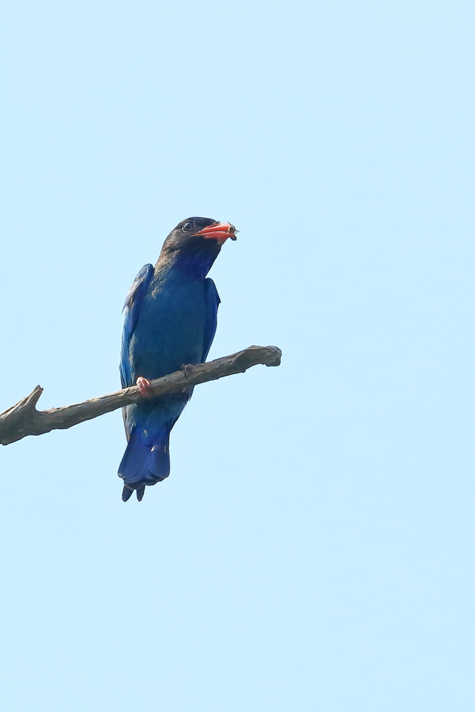 ブッポウソウ　20180719