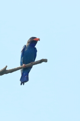 ブッポウソウ 20180719