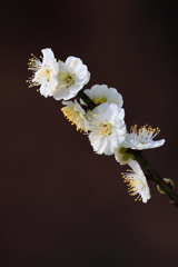 梅・大縣神社　20180318