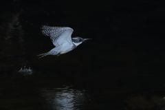 ヤマセミ - 1  20190419