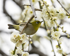 メジロ - 4  20200225