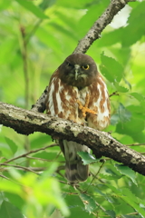 アオバズク　20190621