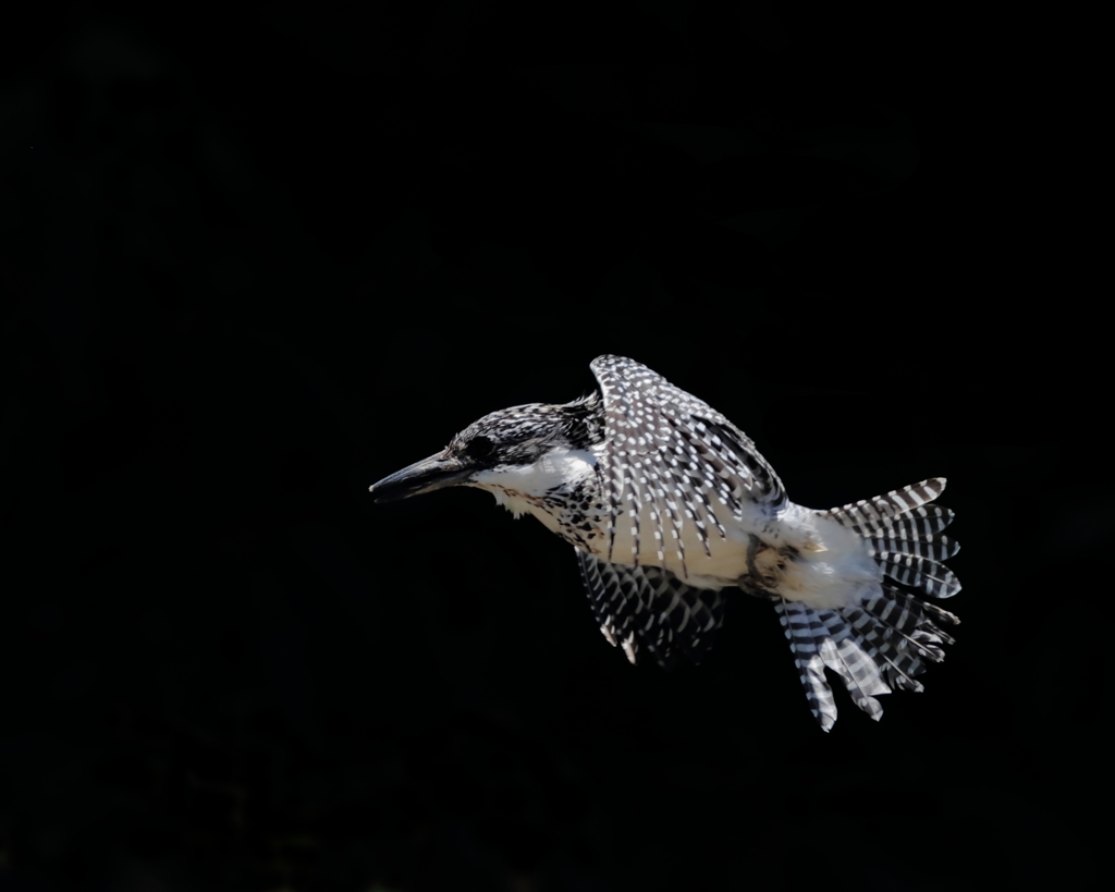 ヤマセミ- 8  20190522