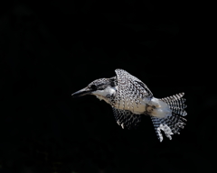 ヤマセミ- 8  20190522