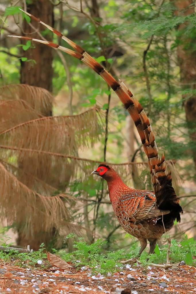 ヤマドリ -2 20180407
