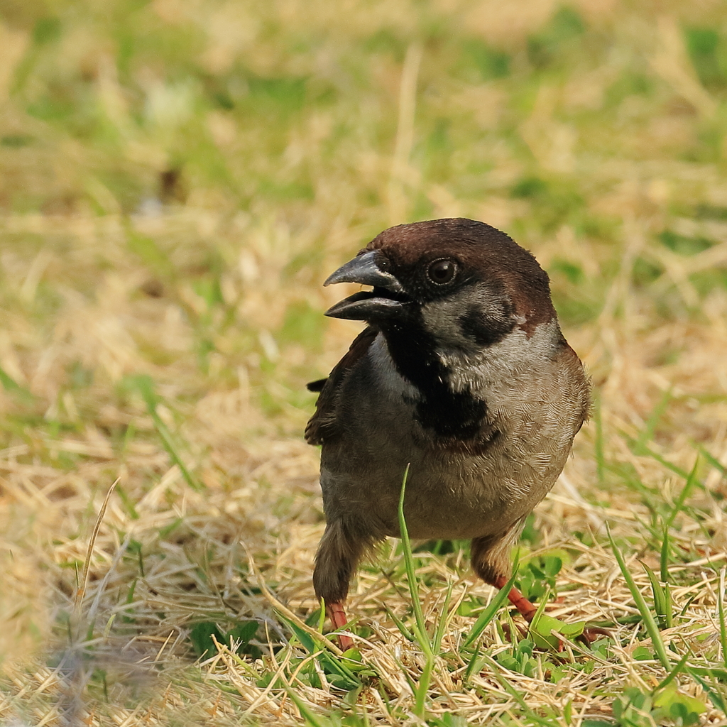 黒スズメ　20180402