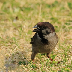黒スズメ　20180402