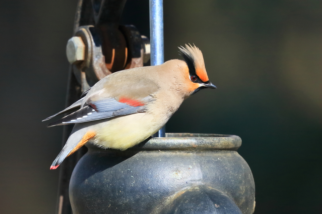 ヒレンジャク 3 20180206