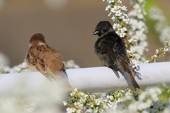 黒スズメ　20180330