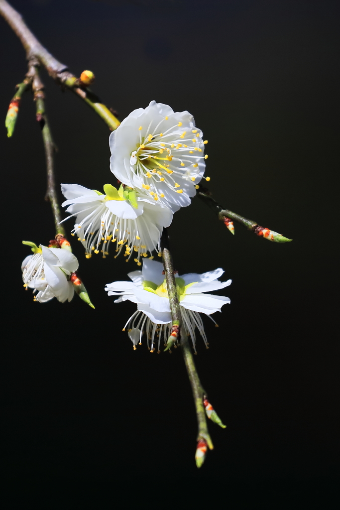梅・名古屋市農業センター 1 20180317
