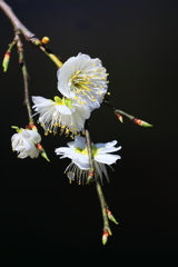 梅・名古屋市農業センター 1 20180317