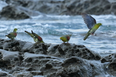 アオバト20170920