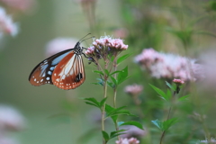アサギマダラ - 3 20181018