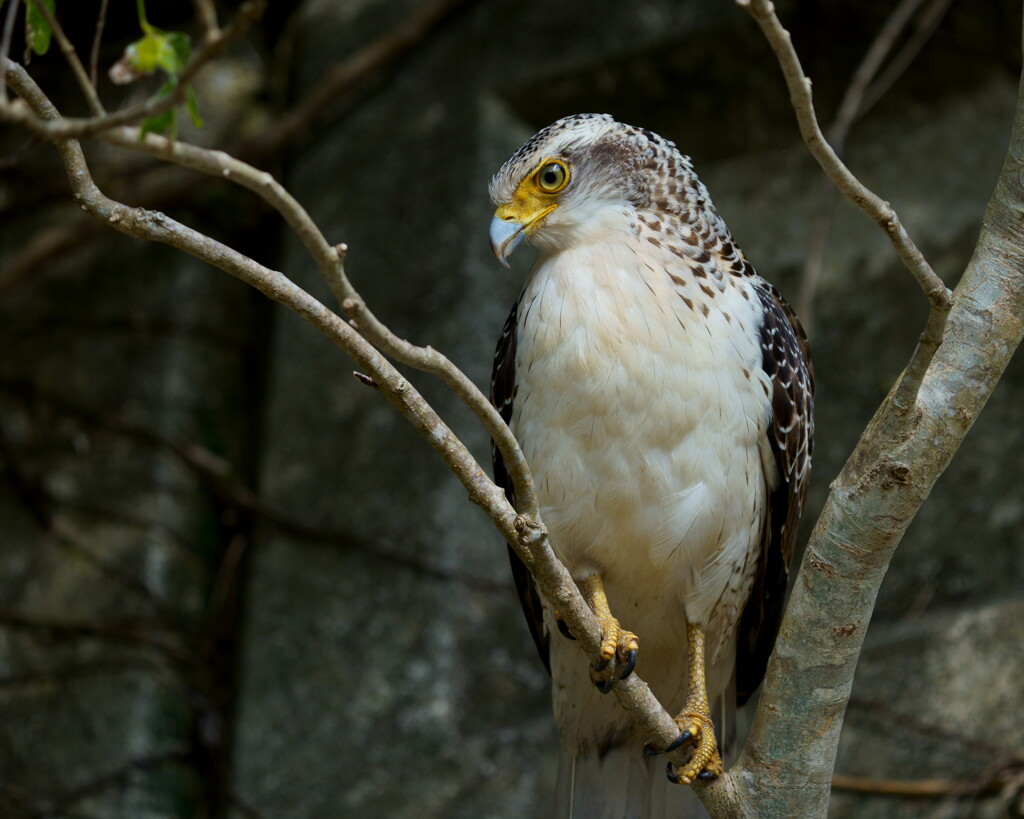 カンムリワシ(幼鳥) - 3  20191213