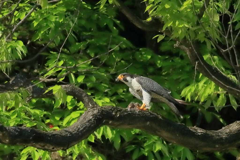 ハヤブサ　20190516
