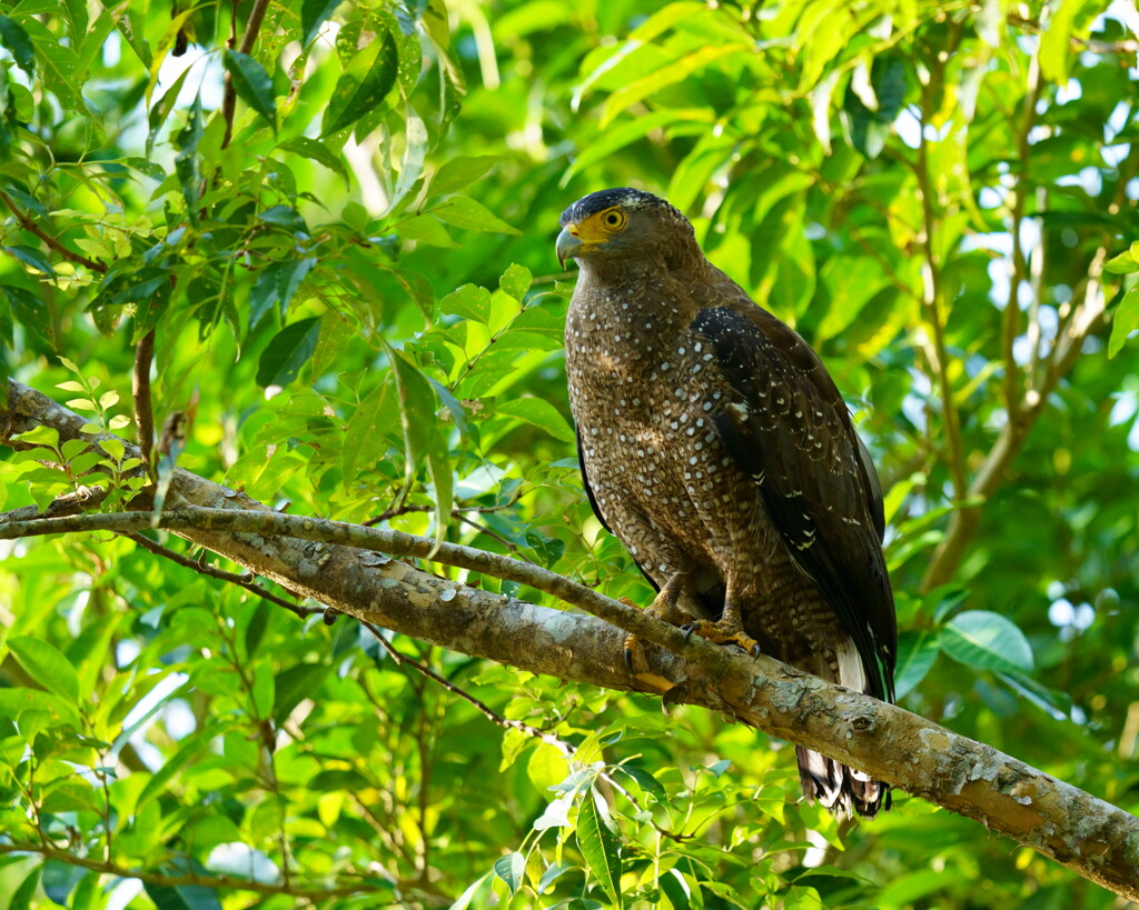 カンムリワシ　20191212