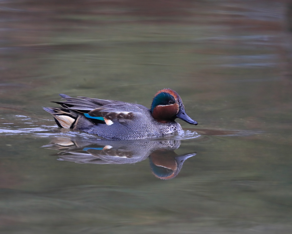 コガモ　20200124