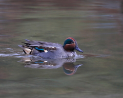 コガモ　20200124