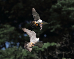 ハヤブサ　20190530