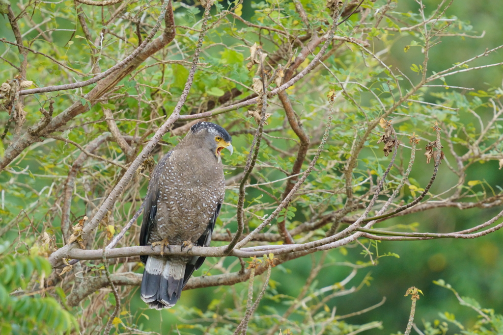 カンムリワシ - 2  20191112
