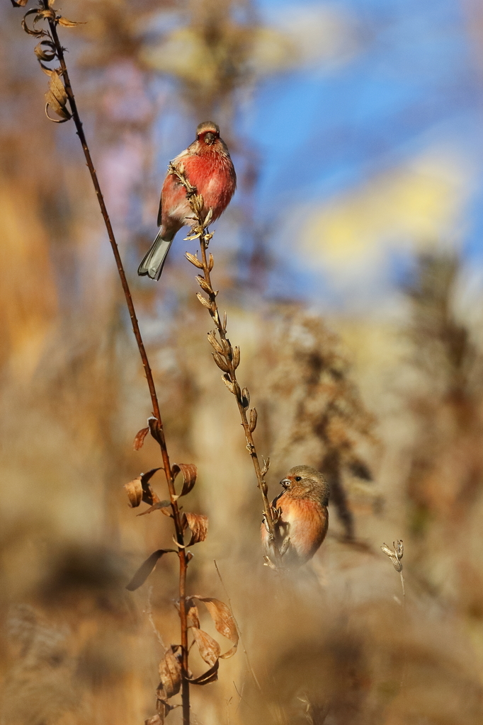 ベニマシコ　20171214