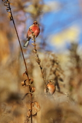 ベニマシコ　20171214