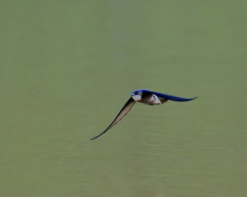 ハリオアマツバメ - 5  20200616