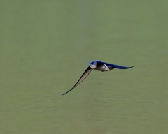 ハリオアマツバメ - 5  20200616