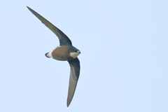 ハリオアマツバメ -2 20180703