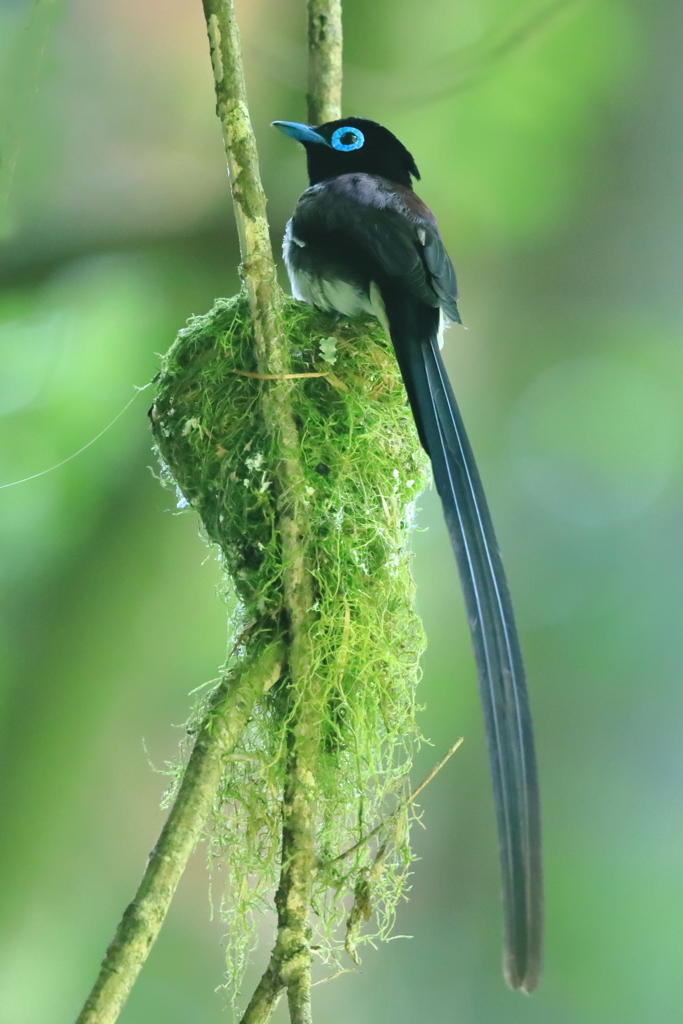 サンコウチョウ　蔵出