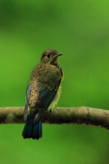 オオルリ 幼鳥　20180627
