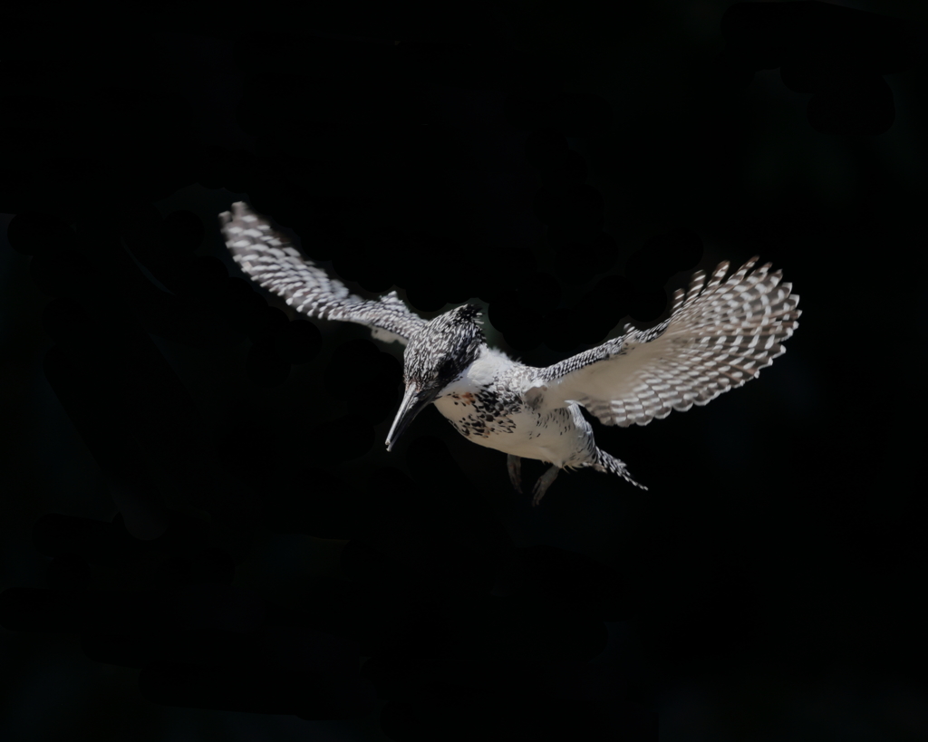 ヤマセミ - 6  20190522