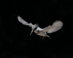 ヤマセミ - 6  20190522