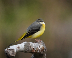 キセキレイ　20191216