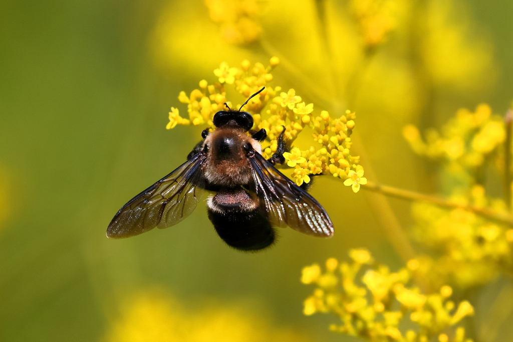 クマバチ　20190909