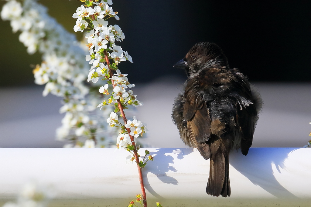 黒スズメ　20180330