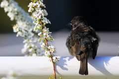 黒スズメ　20180330