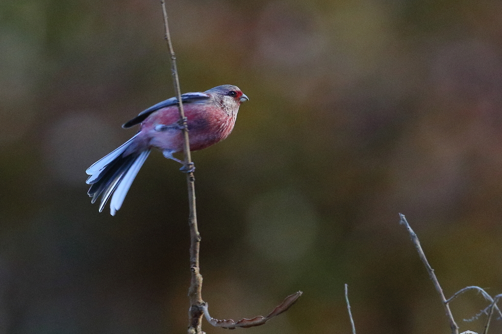 ベニマシコ　20171213