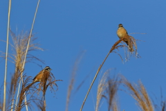 ホオジロ　20171214