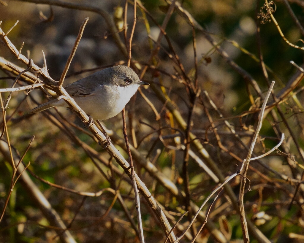 コノドジロムシクイ - 2  20191215