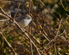コノドジロムシクイ - 2  20191215