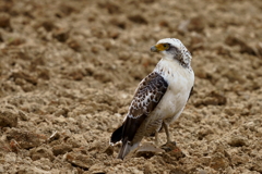 カンムリワシ - 4  20191112